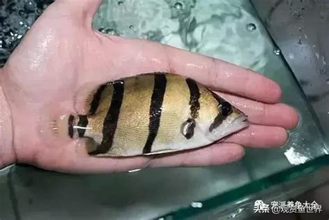 養魚虎|比較齊全的虎魚品種圖鑑參考和飼養攻略 